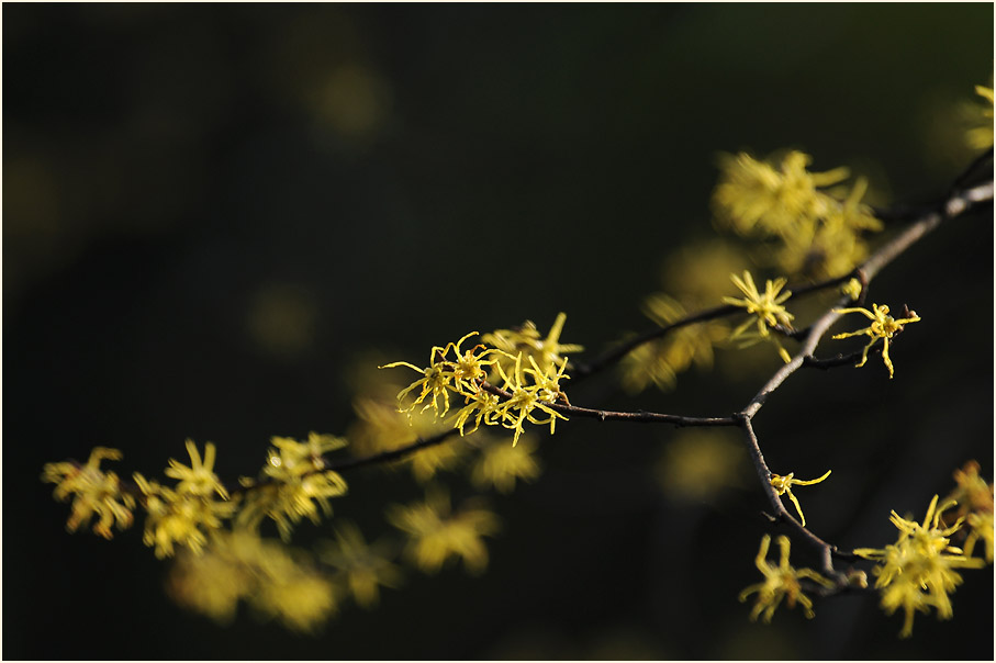 Zaubernuss (Hamamelis)