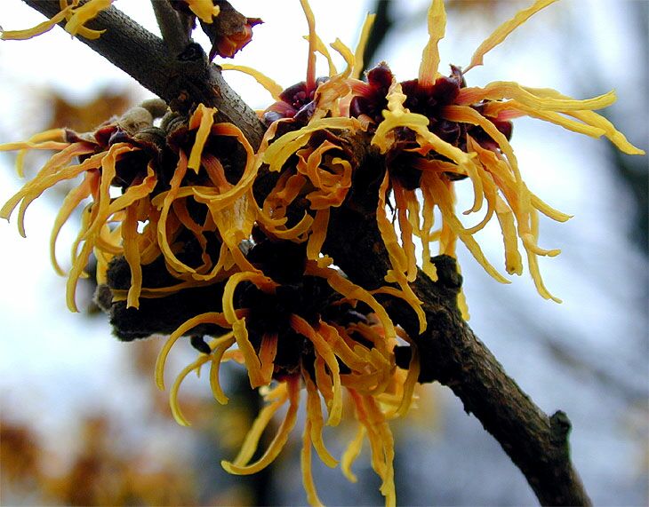 Zaubernuss (Hamamelis)
