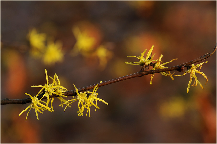 Zaubernuss (Hamamelis)