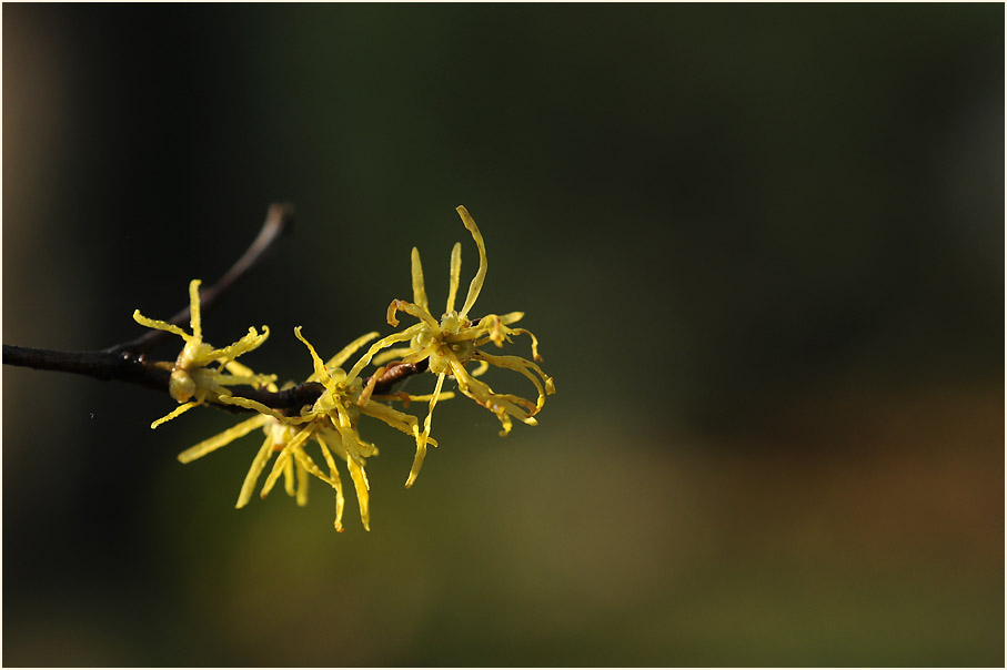 Zaubernuss (Hamamelis)