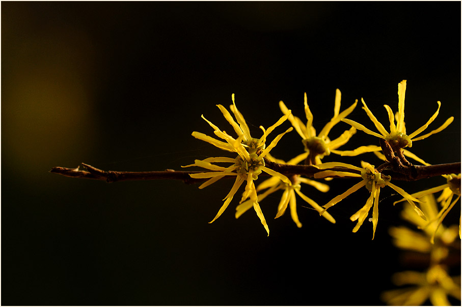 Zaubernuss (Hamamelis)