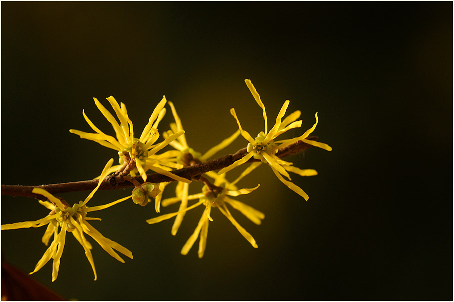 Zaubernuss (Hamamelis)