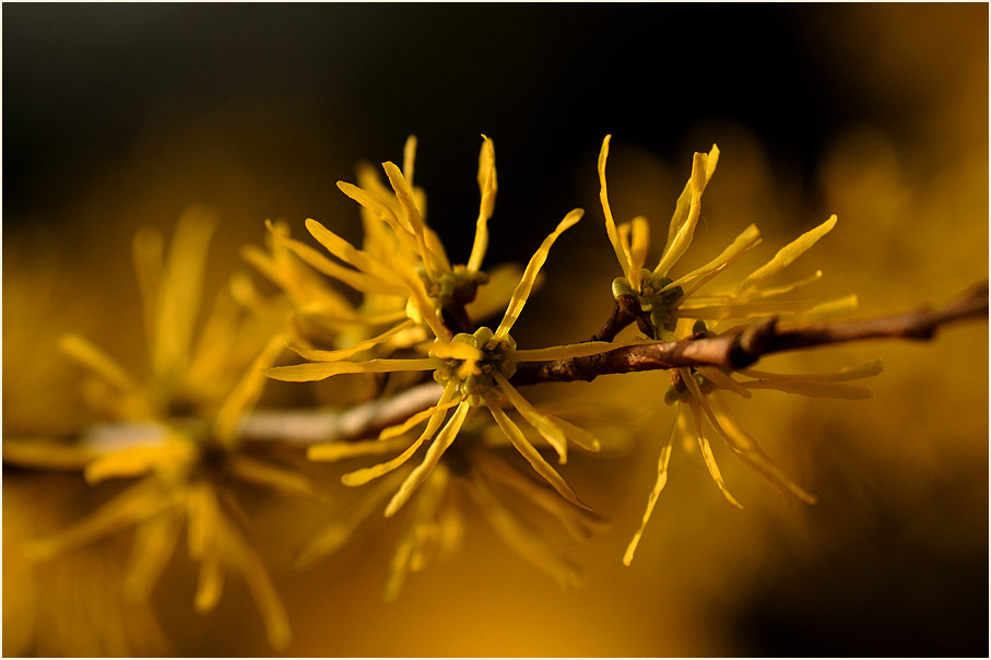 Zaubernuss (Hamamelis)