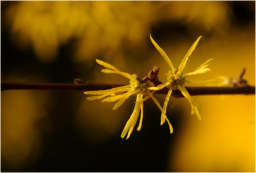Zaubernuss (Hamamelis)