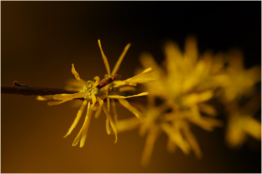 Zaubernuss (Hamamelis)