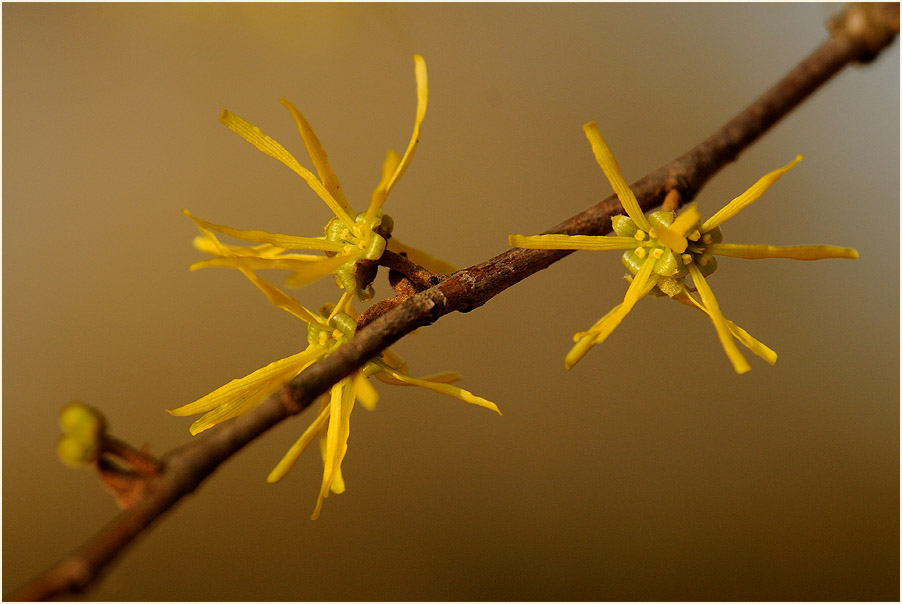 Zaubernuss (Hamamelis)