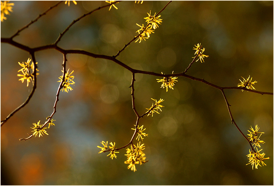 Zaubernuss (Hamamelis)