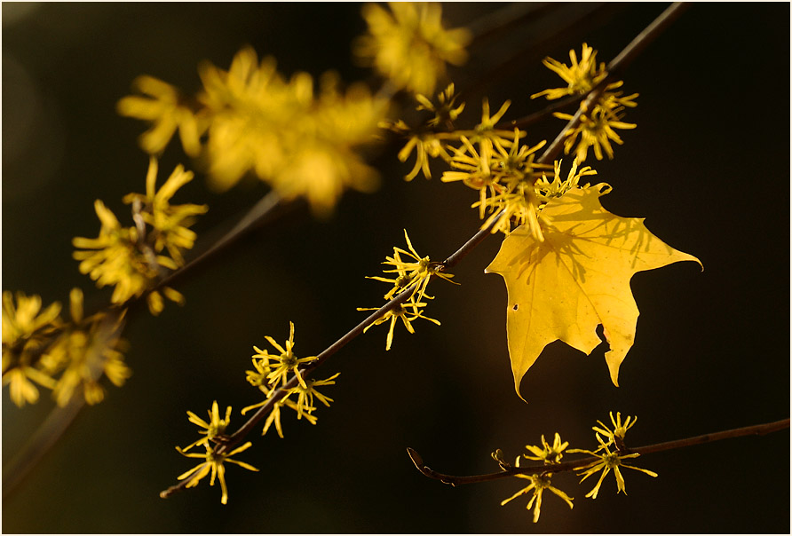 Zaubernuss (Hamamelis)
