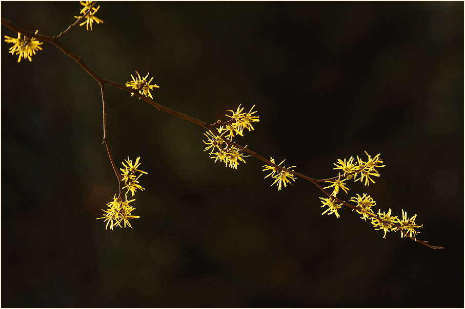 Zaubernuss (Hamamelis)