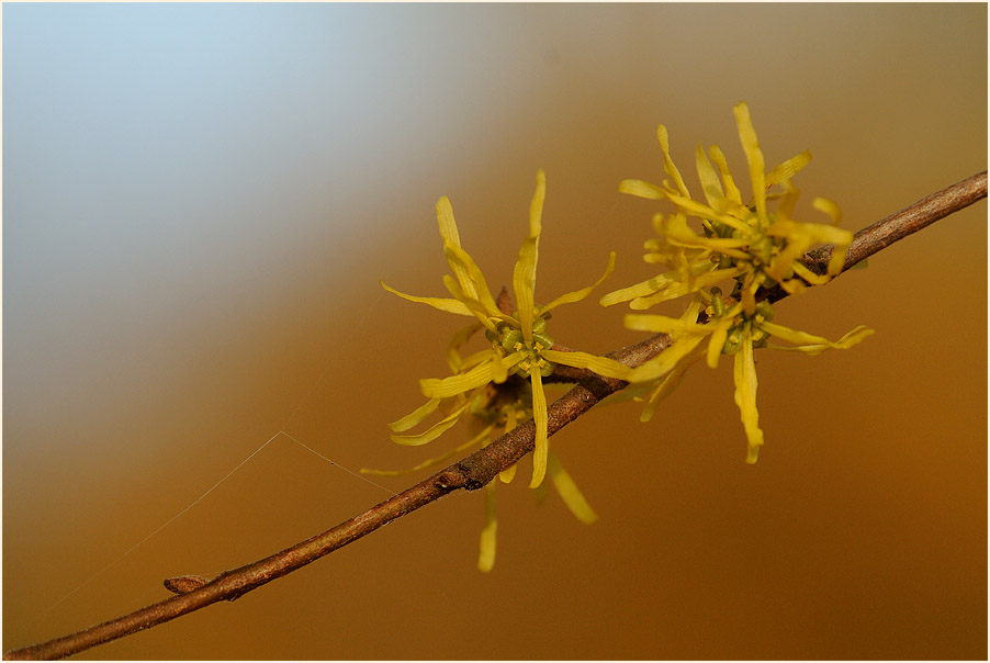 Zaubernuss (Hamamelis)