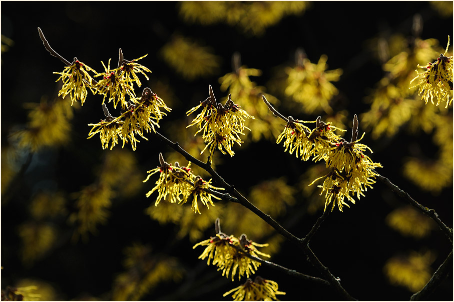 Zaubernuss (Hamamelis)