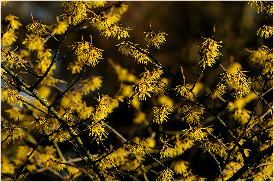 Zaubernuss (Hamamelis)