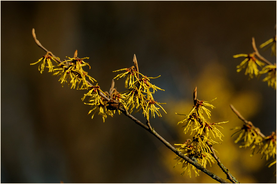 Zaubernuss (Hamamelis)