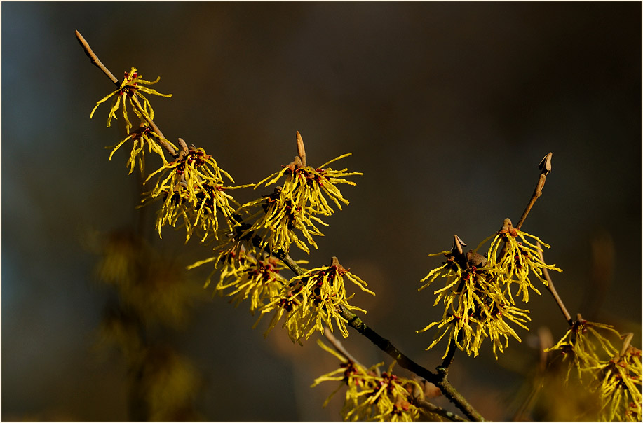 Zaubernuss (Hamamelis)