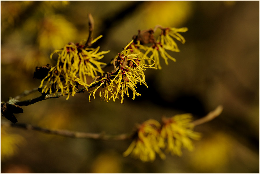 Zaubernuss (Hamamelis)