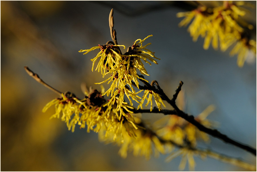 Zaubernuss (Hamamelis)
