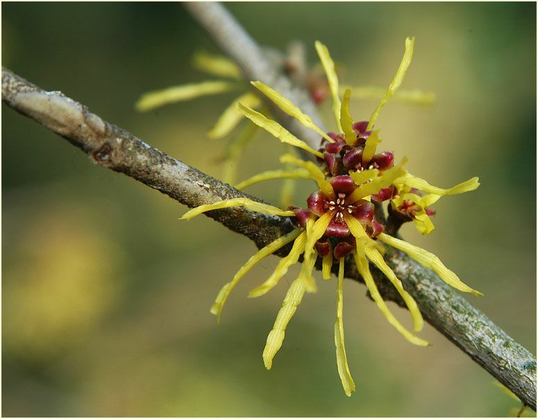 Zaubernuss (Hamamelis)