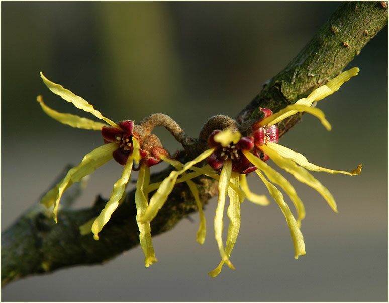 Zaubernuss (Hamamelis)