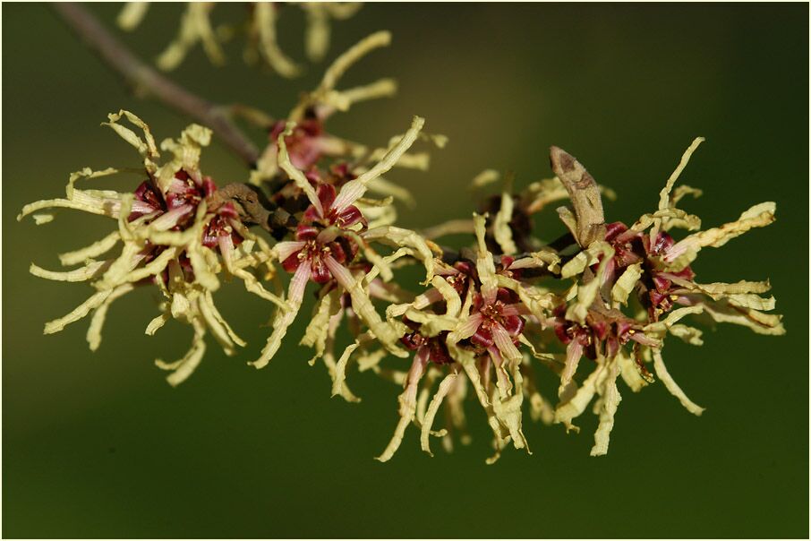 Zaubernuss (Hamamelis)