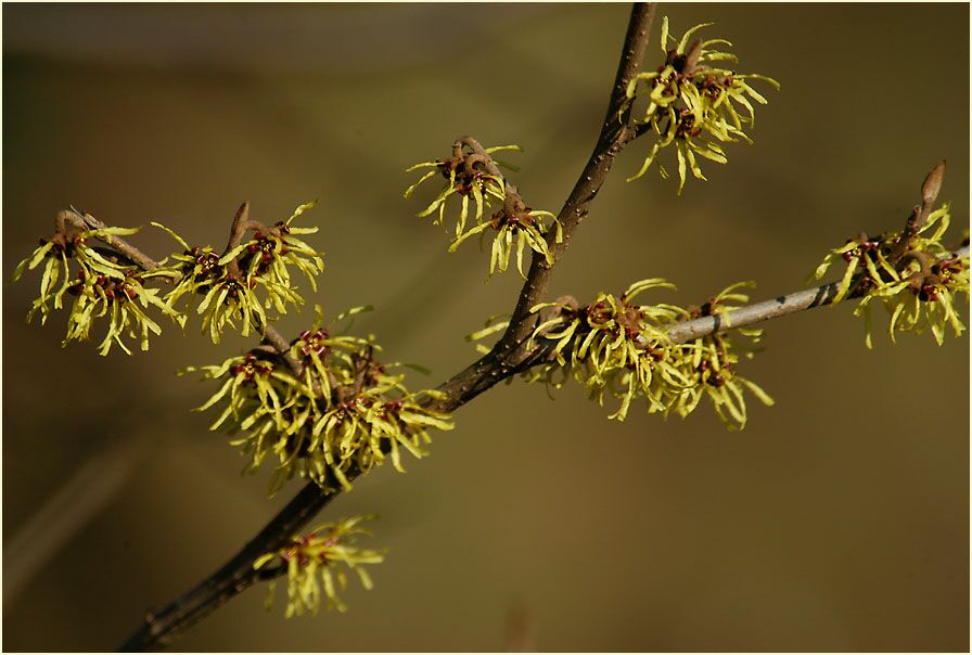Zaubernuss (Hamamelis)