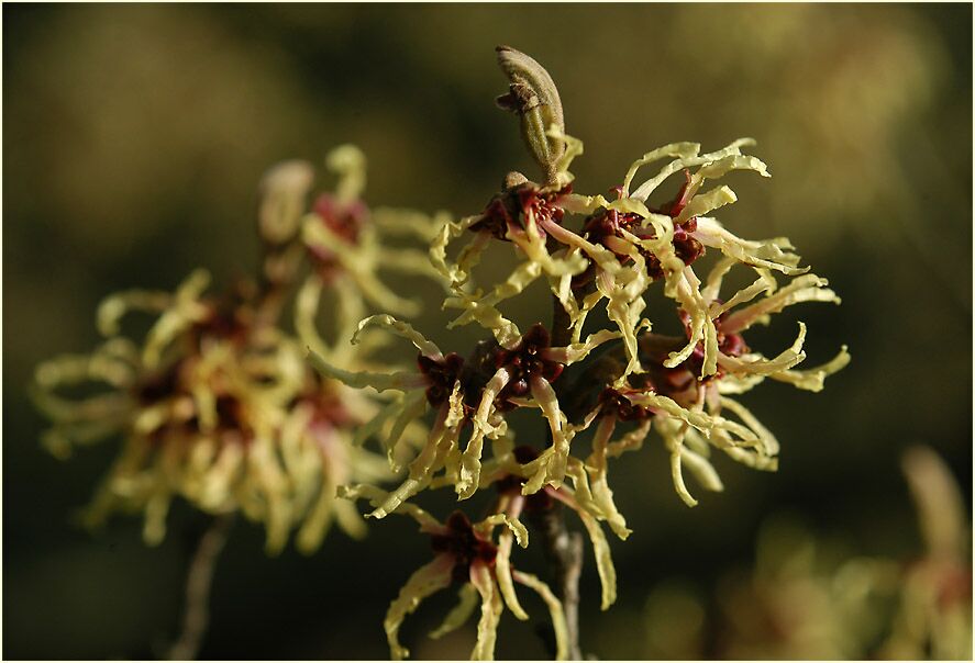 Zaubernuss (Hamamelis)