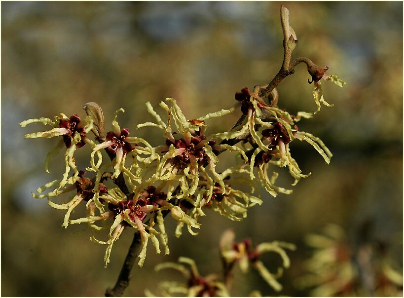 Zaubernuss (Hamamelis)