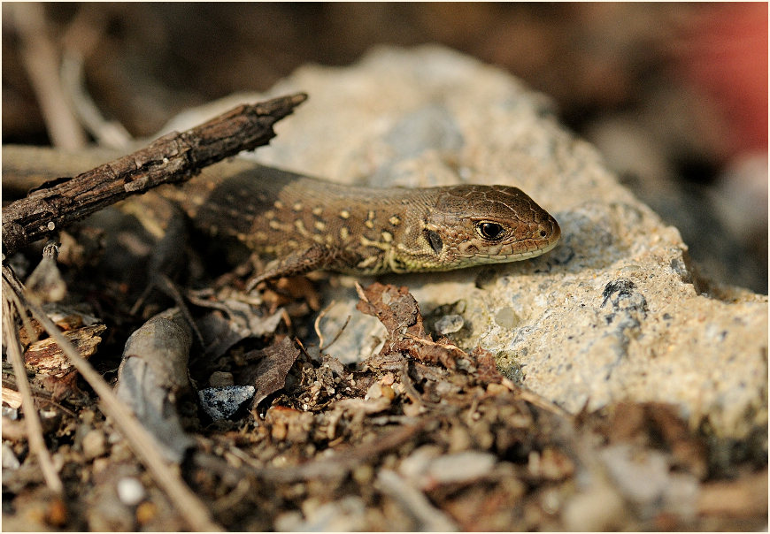 Zauneidechse