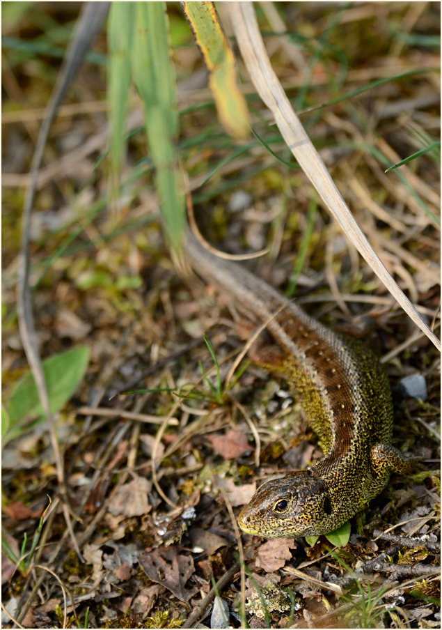 Zauneidechse