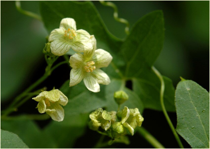 Zaunrübe (Bryonia dioica)