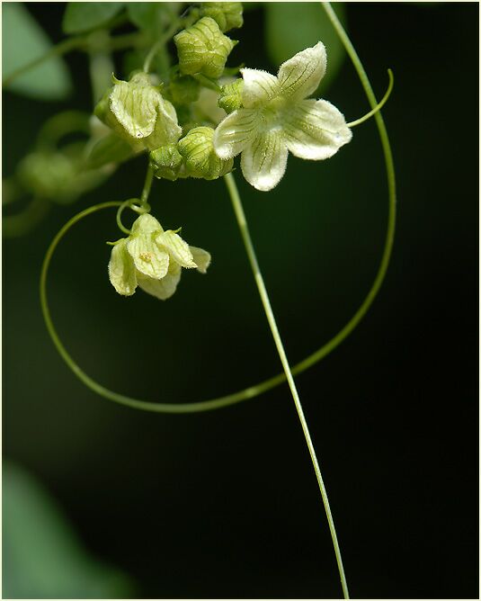 Zaunrübe (Bryonia dioica)