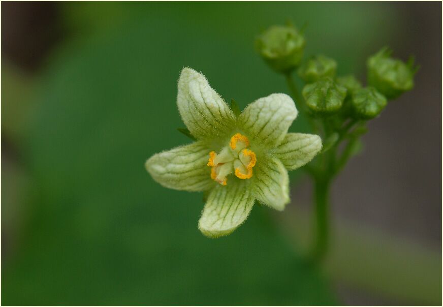 Zaunrübe (Bryonia dioica)