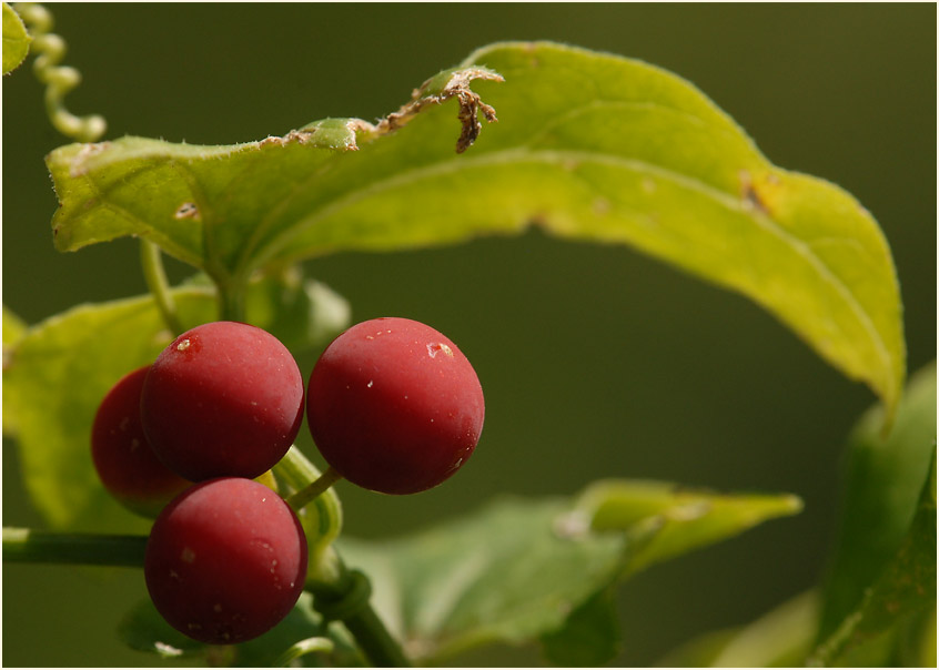 Zaunrübe (Bryonia dioica)