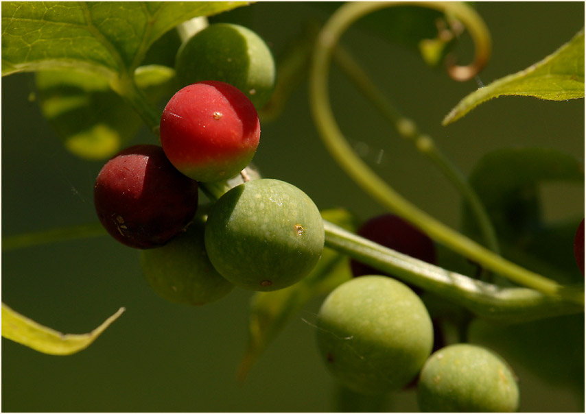 Zaunrübe (Bryonia dioica)