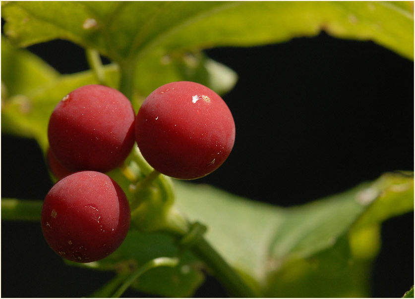 Zaunrübe (Bryonia dioica)