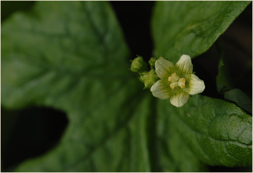 Zaunrübe (Bryonia dioica)