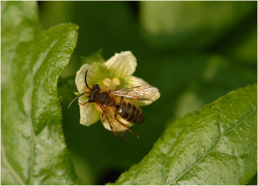 Zaunrübe (Bryonia dioica)