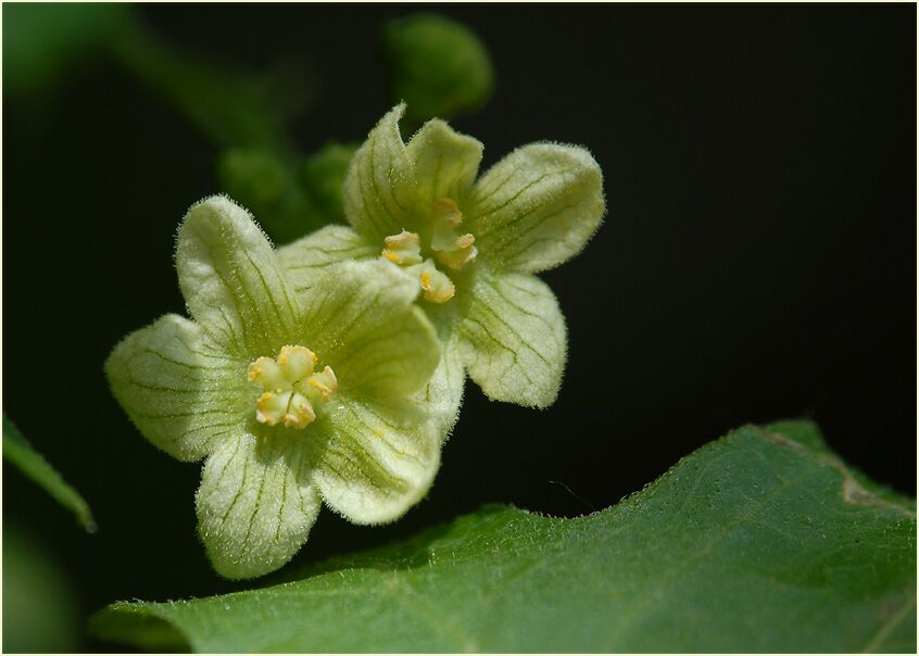 Zaunrübe (Bryonia dioica)