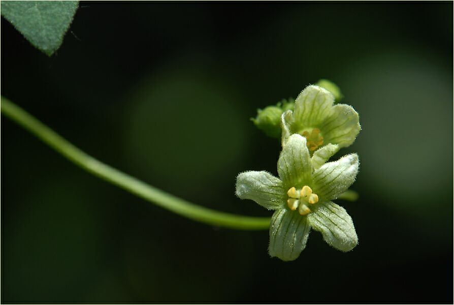 Zaunrübe (Bryonia dioica)