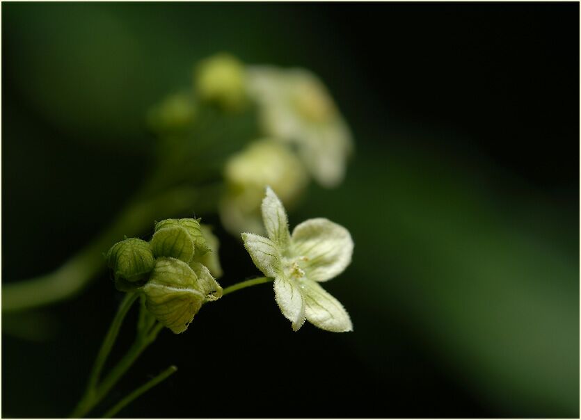 Zaunrübe (Bryonia dioica)