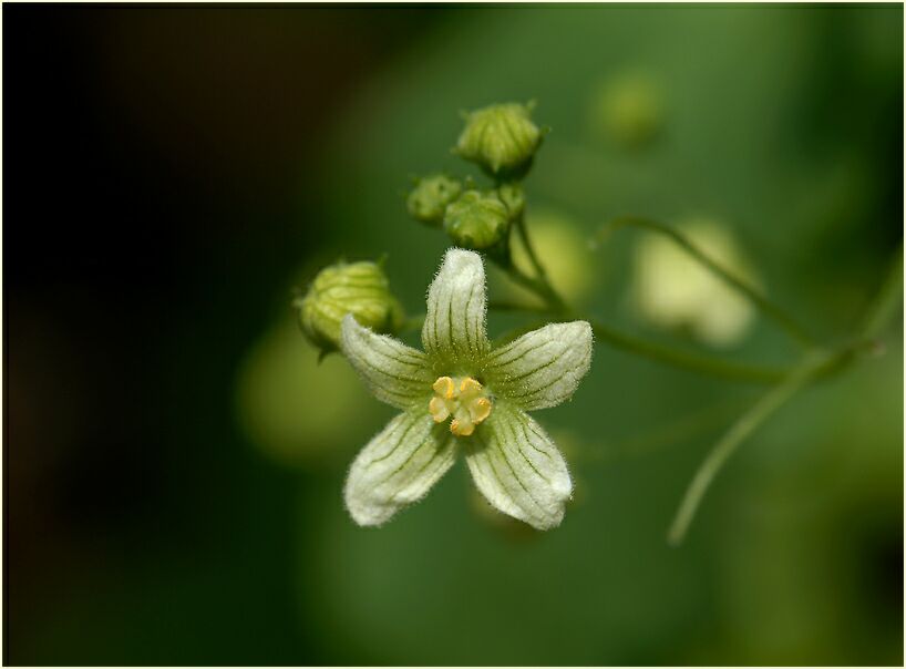 Zaunrübe (Bryonia dioica)