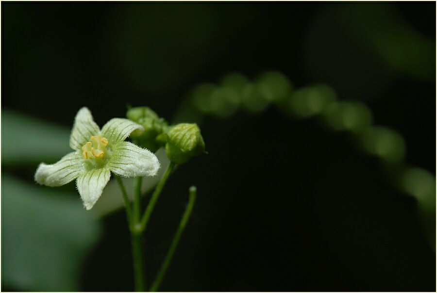 Zaunrübe (Bryonia dioica)