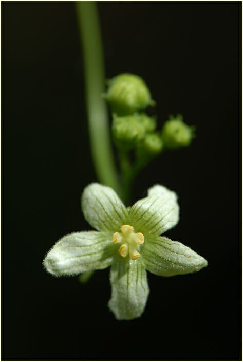 Zaunrübe (Bryonia dioica)