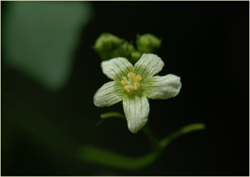 Zaunrübe (Bryonia dioica)