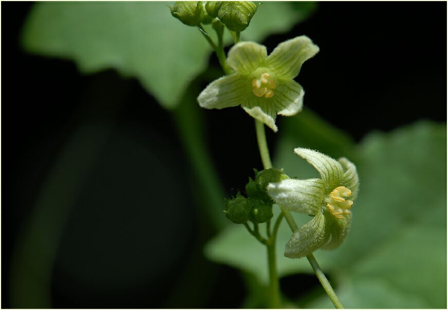 Zaunrübe (Bryonia dioica)