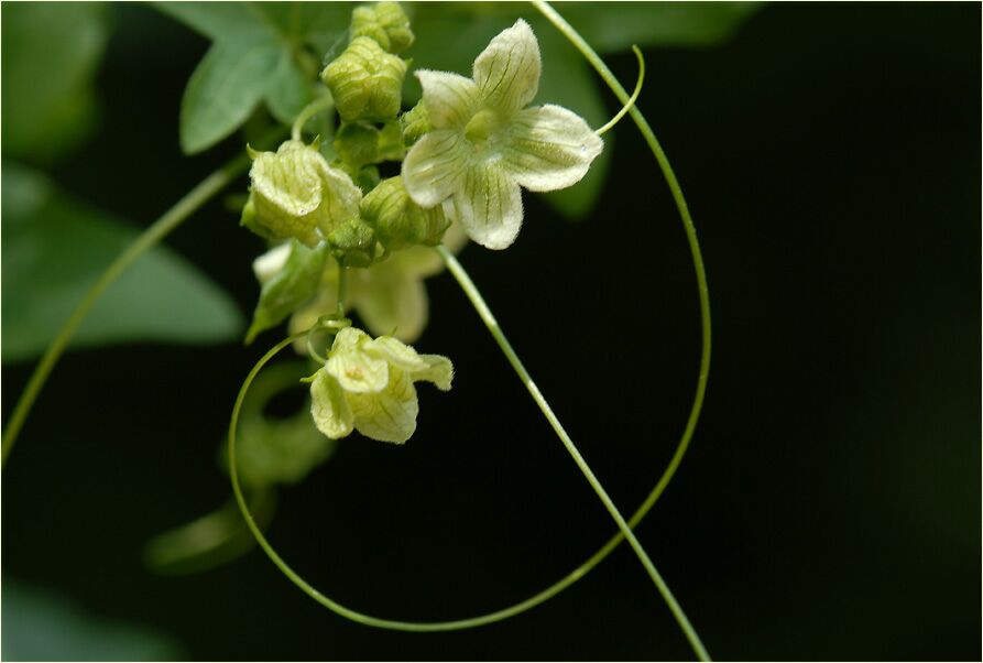 Zaunrübe (Bryonia dioica)