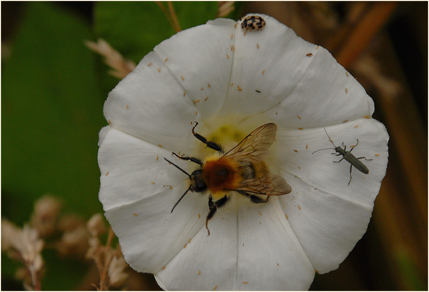 Zaunwinde (Calystegia sepium)