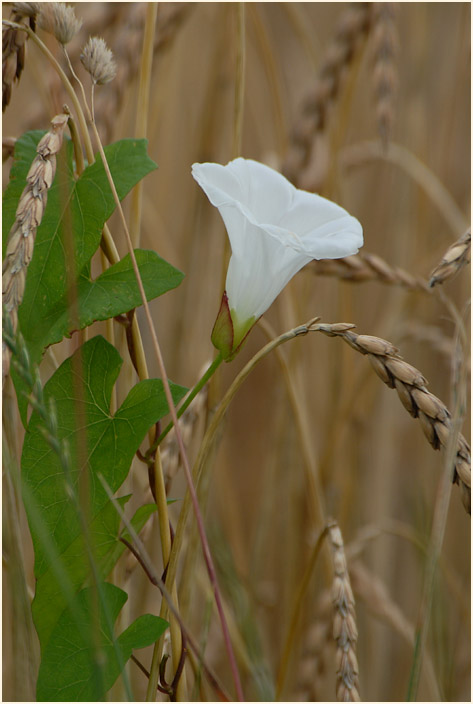 Zaunwinde (Calystegia sepium)