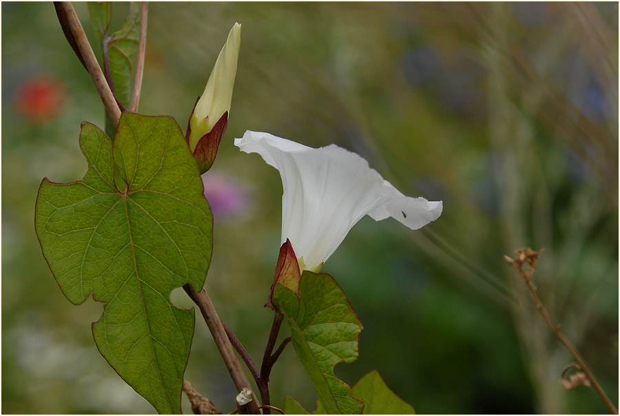 Zaunwinde (Calystegia sepium)