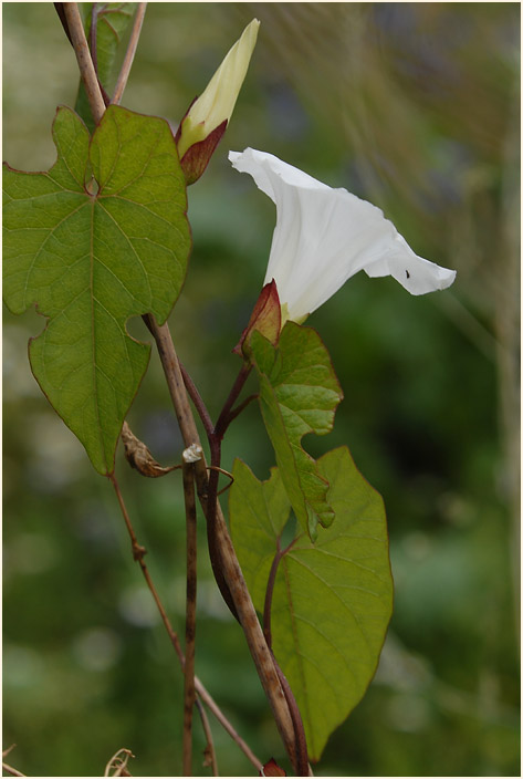 Zaunwinde (Calystegia sepium)