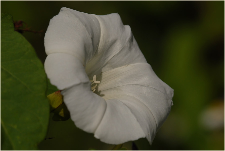 Zaunwinde (Calystegia sepium)